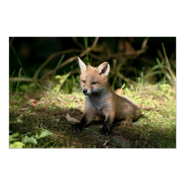 Póster Little Cub Red Fox (Anverso)