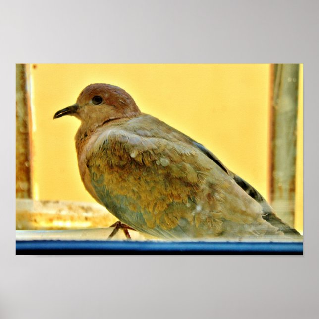 Póster Little Dove (Frente)