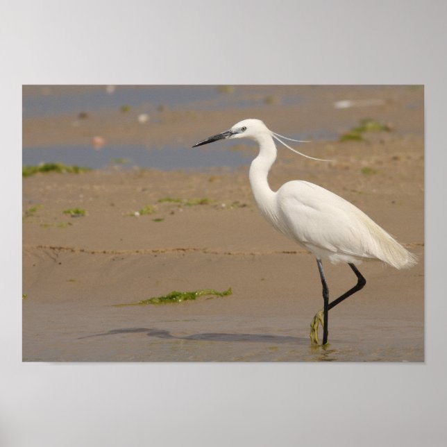 Póster Little Egret (Frente)