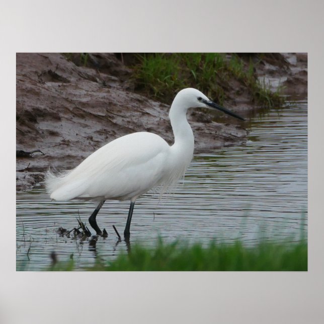 Póster Little Egret Poster (Frente)