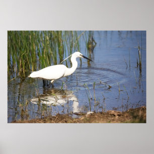 Póster Little Egret Poster