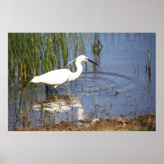 Póster Little Egret Poster
