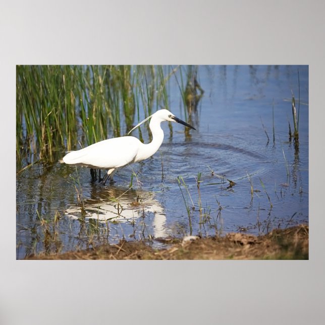 Póster Little Egret Poster (Frente)