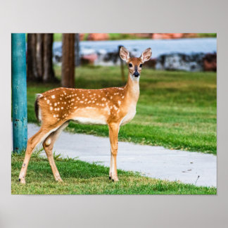 Póster Little Fawn