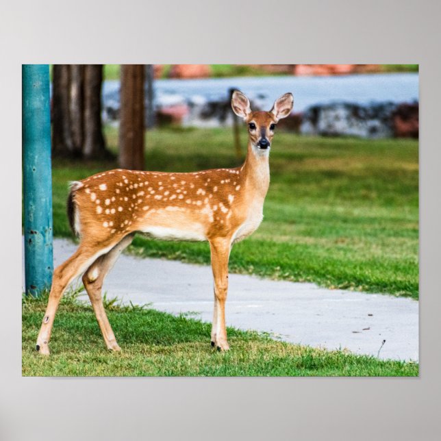 Póster Little Fawn (Frente)