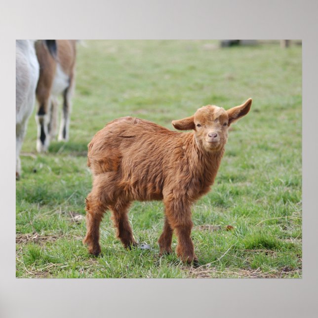 Póster Little Goat ~ Zicklein ~ kleine Ziege (Frente)