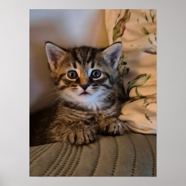 Póster Little kitty (Frente)