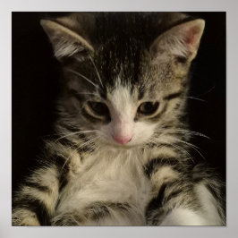 Póster Little kitty