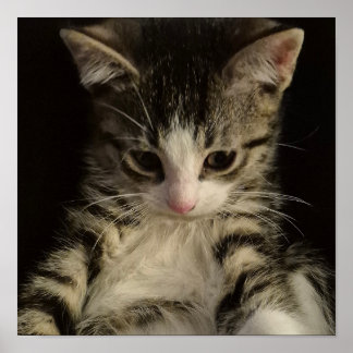 Póster Little kitty