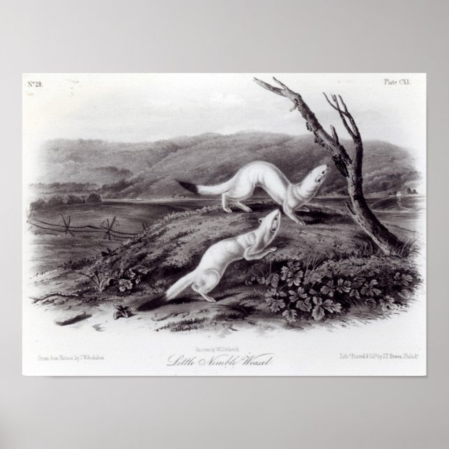 Póster Little Nimble Weasel (Frente)