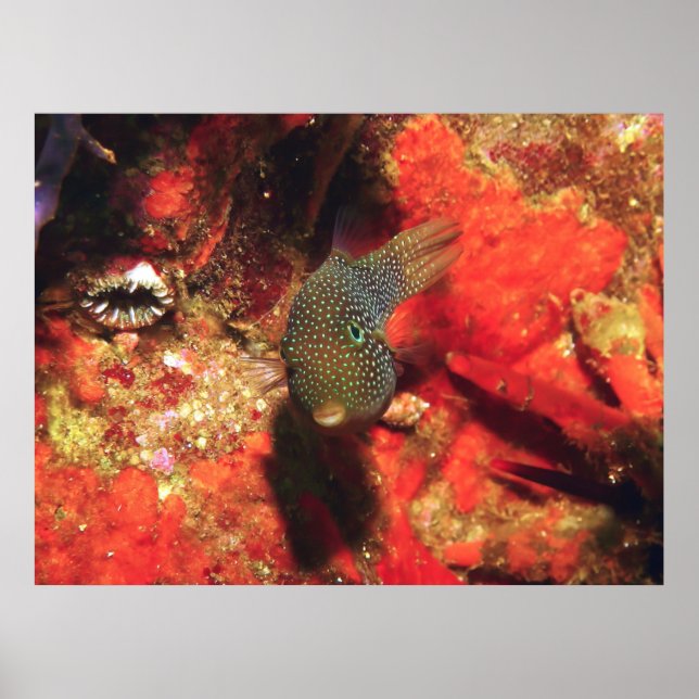 Póster Little Puffer (Frente)