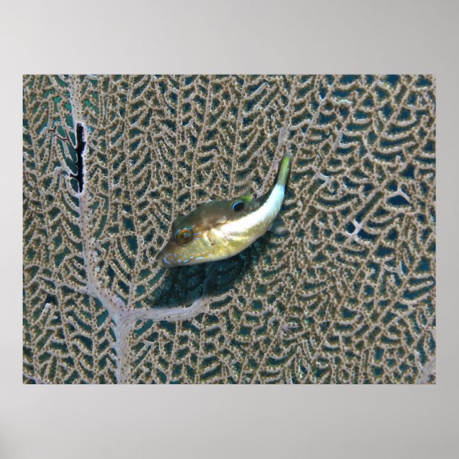 Póster Little Puffer and Fan Coral (Frente)