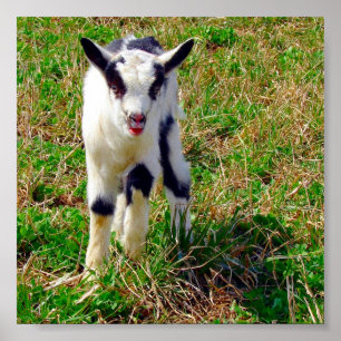 Póster Little Spot