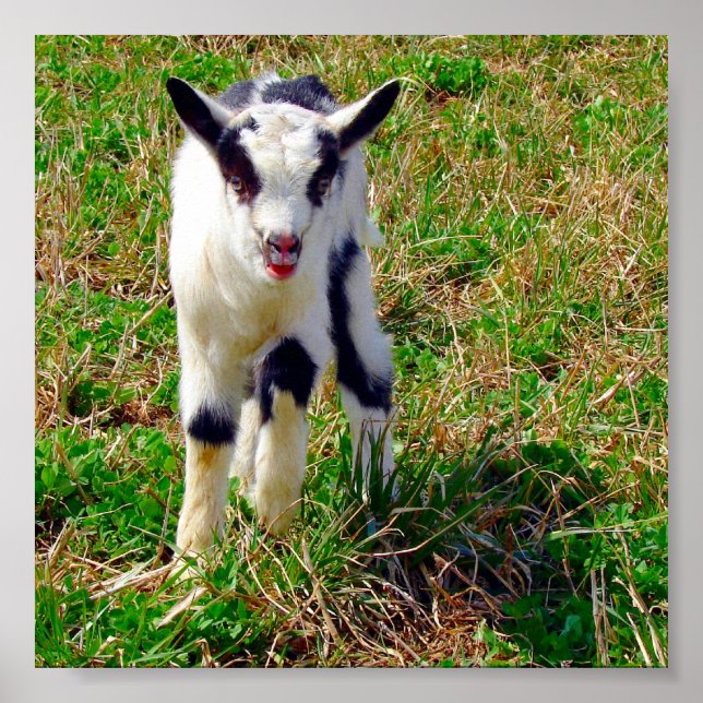 Póster Little Spot (Frente)