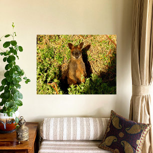 Póster Little Wallaby