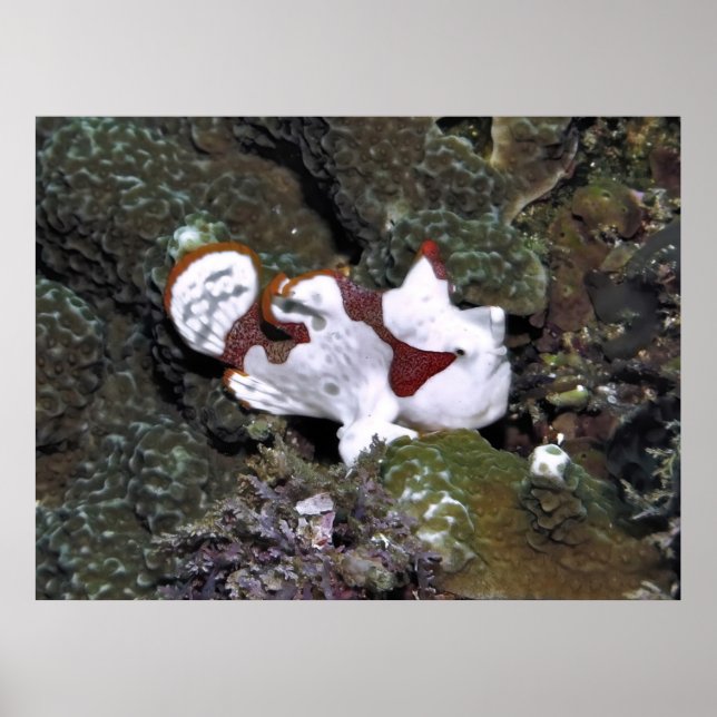 Póster Little White Frogfish (Frente)