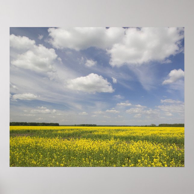 Póster Lituania, Lituania central, Joniskis, campo de (Frente)