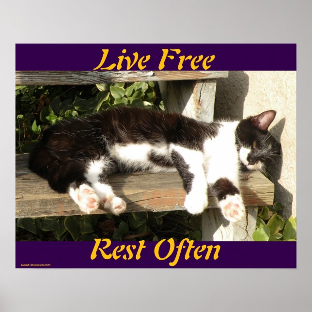 Póster "Live Free", Smiler, cute, cat, gift (Frente)