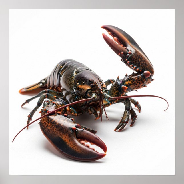 Póster Live Lobster (Frente)