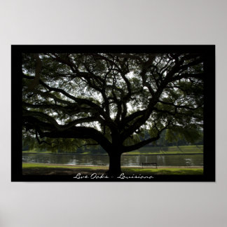 Póster Live Oaks - Luisiana