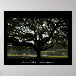 Póster Live Oaks - Luisiana