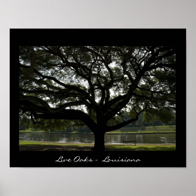 Póster Live Oaks - Luisiana (Frente)