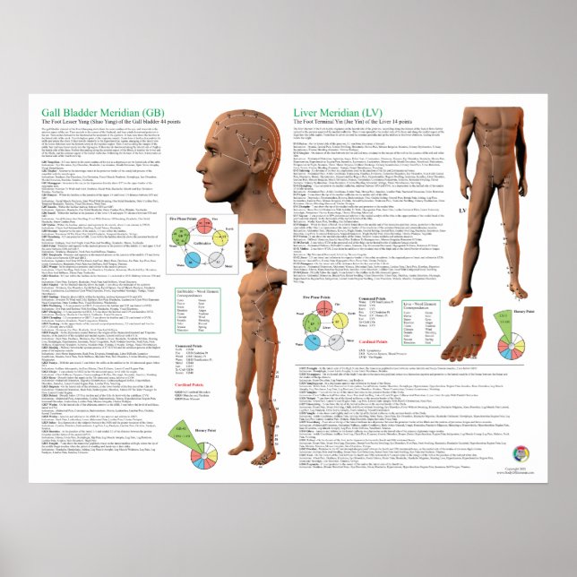 Póster Liver Meridian Acupuncture Points (Frente)
