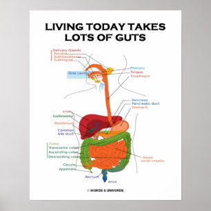 Póster Living Today Takes Lots Of Guts Digestive System