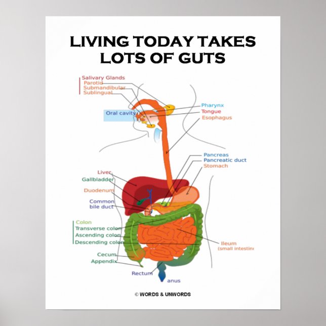 Póster Living Today Takes Lots Of Guts Digestive System (Frente)