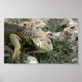 Póster Lizard