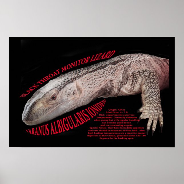 Póster Lizard Black Throat Monitor (Frente)