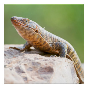Póster Lizard colocado