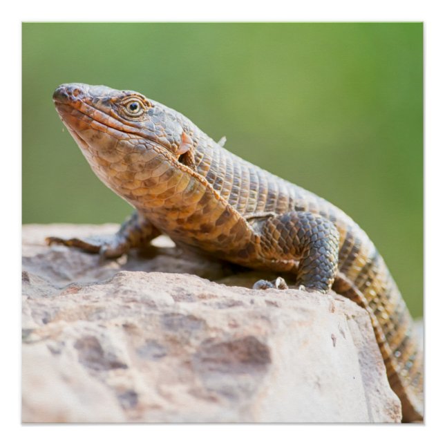 Póster Lizard colocado (Anverso)
