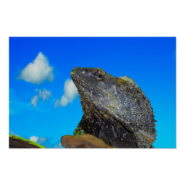 Póster Lizard de cuello frito (Anverso)