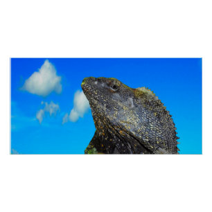 Póster Lizard de cuello frito