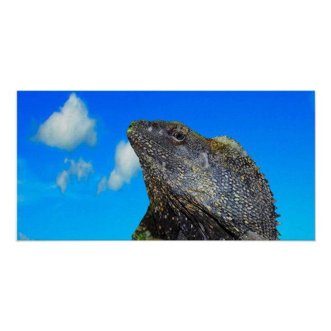 Póster Lizard de cuello frito (Anverso)