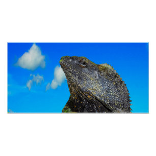 Póster Lizard de cuello frito