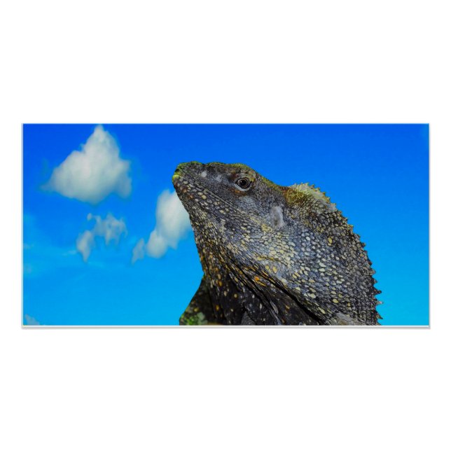 Póster Lizard de cuello frito (Anverso)