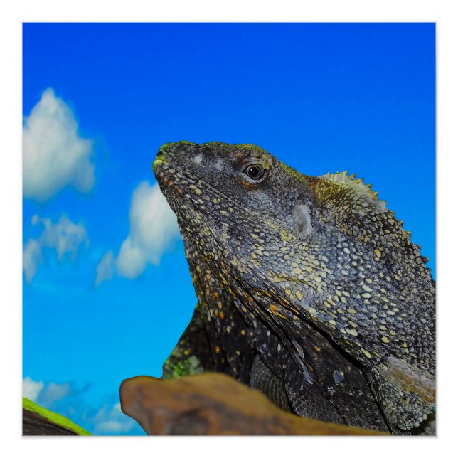 Póster Lizard de cuello frito (Anverso)