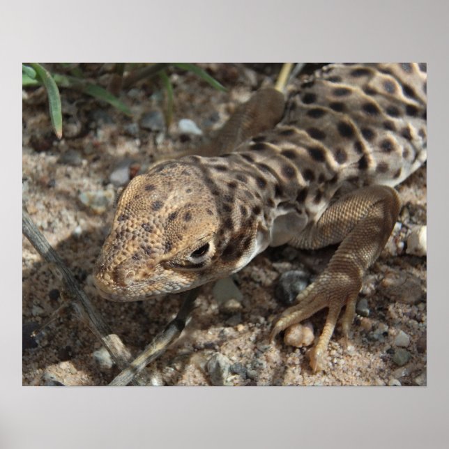 Póster Lizard de leopardo de larga duración (Frente)