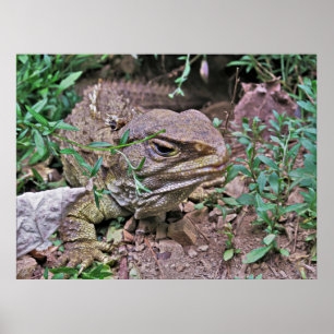 Póster Lizard de Nueva Zelanda: Tuatara