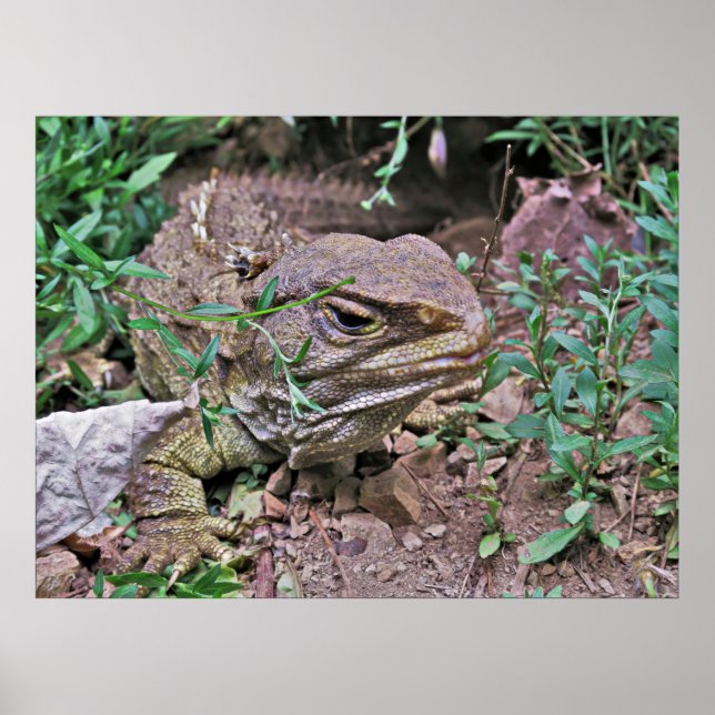 Póster Lizard de Nueva Zelanda: Tuatara (Frente)