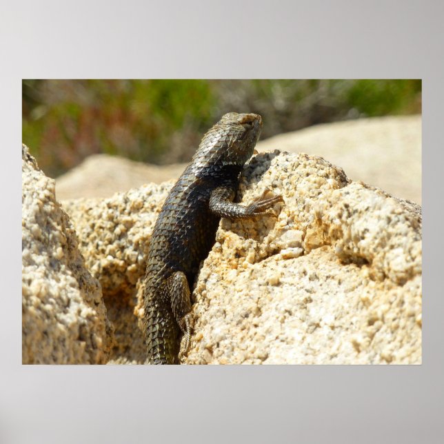 Póster Lizard espinoso con respaldo amarillo en el árbol  (Frente)