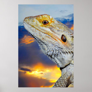 Póster Lizard gris al atardecer