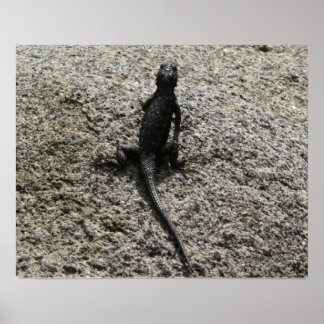 Póster Lizard negro