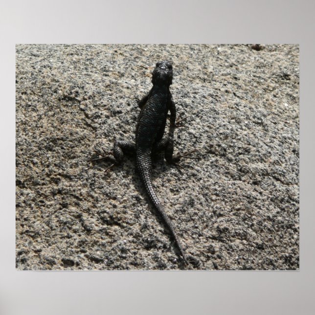 Póster Lizard negro (Frente)