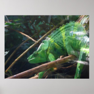 Póster Lizard, Reptile, Chameleon, Poster de la pared nat