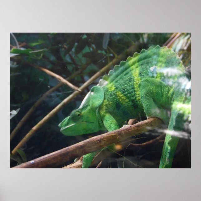 Póster Lizard, Reptile, Chameleon, Poster de la pared nat (Frente)