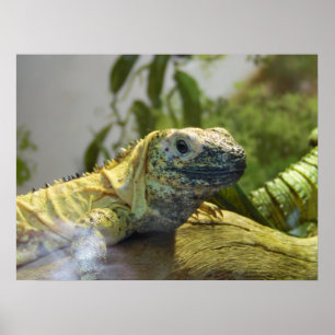 Póster Lizard, Reptile, Iguana Nature Wall Poster
