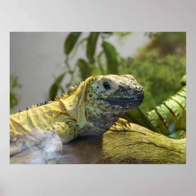 Póster Lizard, Reptile, Iguana Nature Wall Poster (Frente)